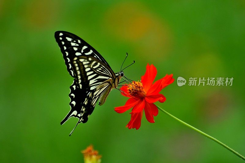 蝴蝶和橙色/黄色的宇宙花